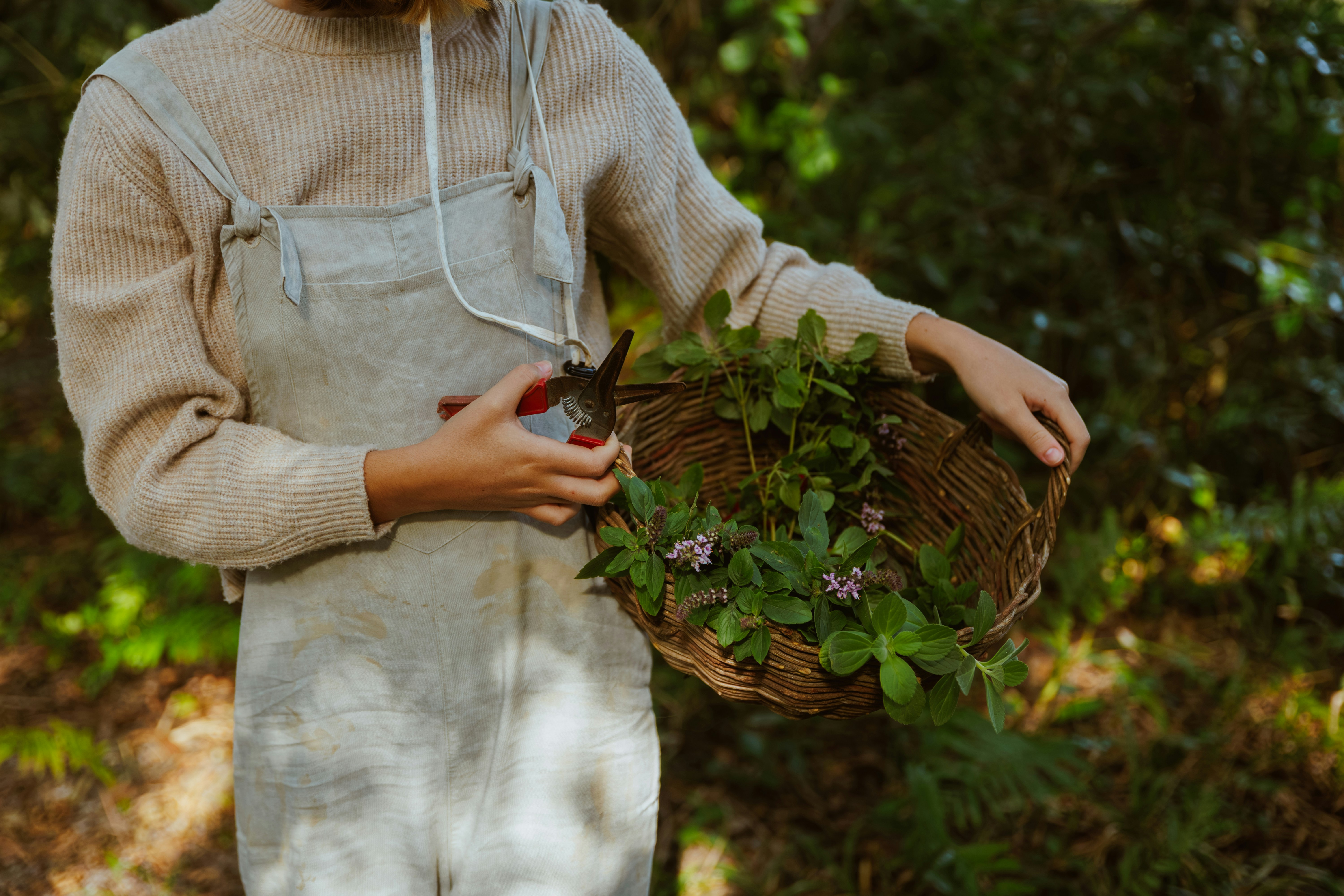 Learn@Home - Person sammelt frische Kräuter in einem Korb und schneidet Pflanzen in der Natur.